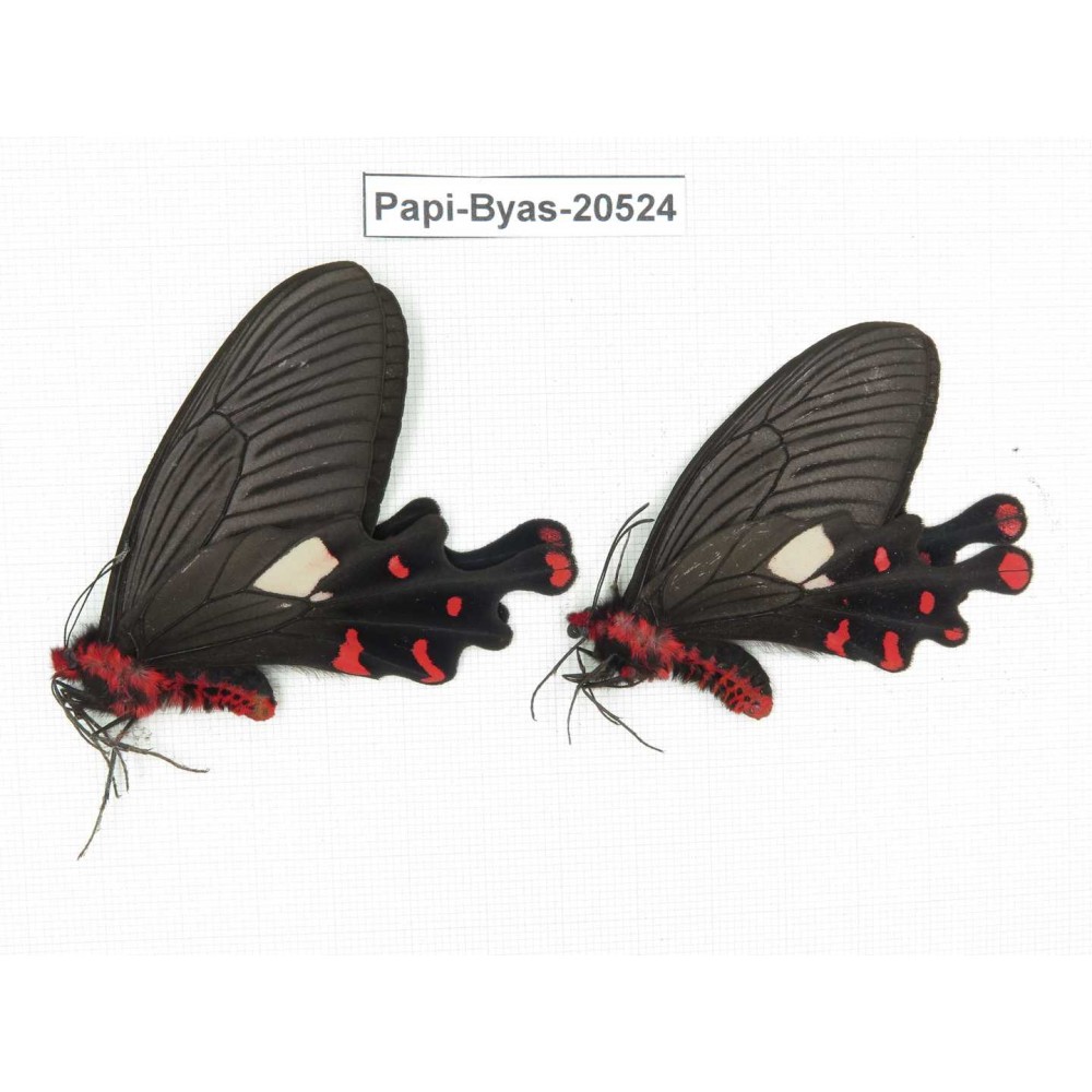 Byasa polyeuctes polyeuctes. China, Yunnan, Lijiang, Yulong county, Tacheng. 2M. Papi-Byas-20524.