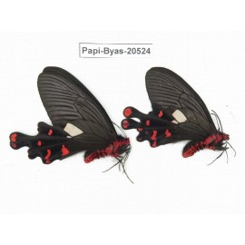 Byasa polyeuctes polyeuctes. China, Yunnan, Lijiang, Yulong county, Tacheng. 2M. Papi-Byas-20524.