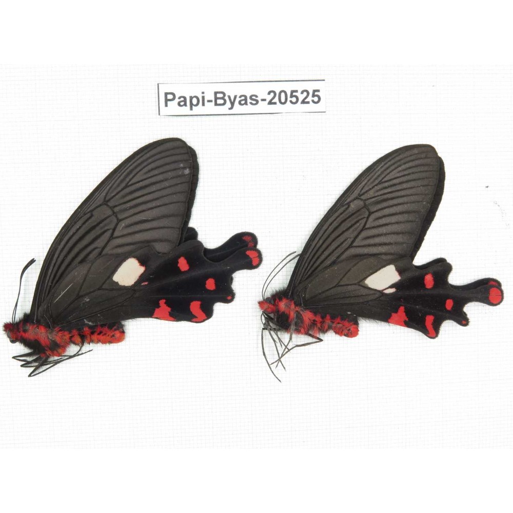 Byasa polyeuctes polyeuctes. China, Yunnan, Lijiang, Yulong county, Tacheng. 2M. Papi-Byas-20525.