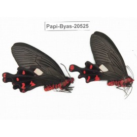 Byasa polyeuctes polyeuctes. China, Yunnan, Lijiang, Yulong county, Tacheng. 2M. Papi-Byas-20525.