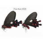 Byasa polyeuctes polyeuctes. China, Yunnan, Lijiang, Yulong county, Tacheng. 2M. Papi-Byas-20526.