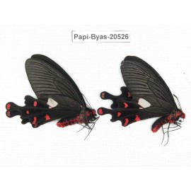 Byasa polyeuctes polyeuctes. China, Yunnan, Lijiang, Yulong county, Tacheng. 2M. Papi-Byas-20526.
