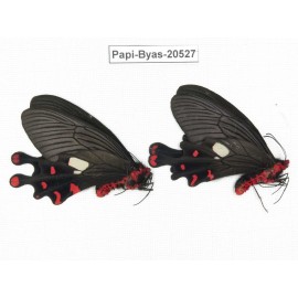 Byasa polyeuctes polyeuctes. China, Yunnan, Lijiang, Yulong county, Tacheng. 2M. Papi-Byas-20527.
