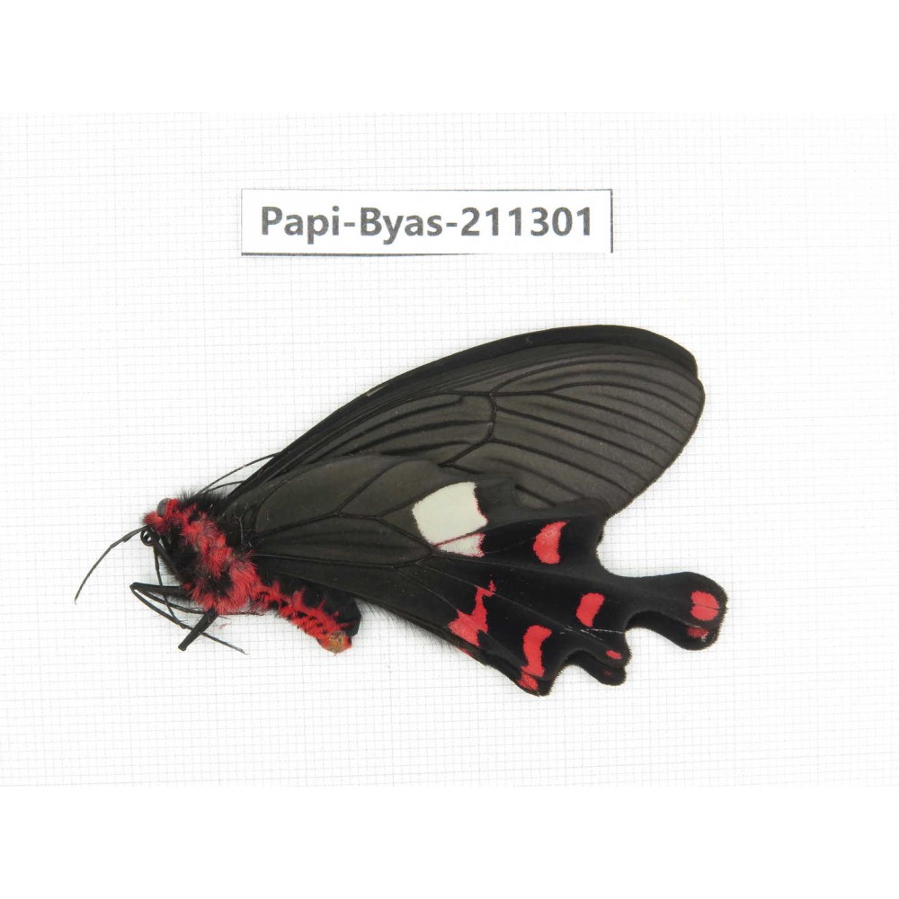Byasa polyeuctes ssp. China, Yunnan, Xiangerila, Weixi county, N of Mt.Yunling. 1M. Papi-Byas-211301.