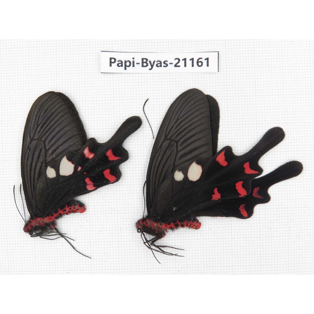 Byasa rhadinus. China, Yunnan, Dali, N of Mt.Cangshan. 1P. Papi-Byas-21161.