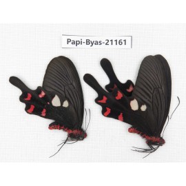 Byasa rhadinus. China, Yunnan, Dali, N of Mt.Cangshan. 1P. Papi-Byas-21161.