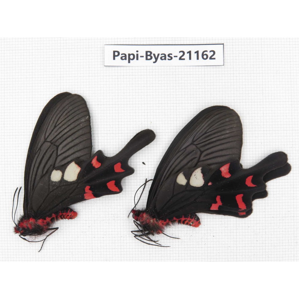 Byasa rhadinus. China, Yunnan, Dali, N of Mt.Cangshan. 1P. Papi-Byas-21162.