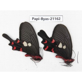 Byasa rhadinus. China, Yunnan, Dali, N of Mt.Cangshan. 1P. Papi-Byas-21162.