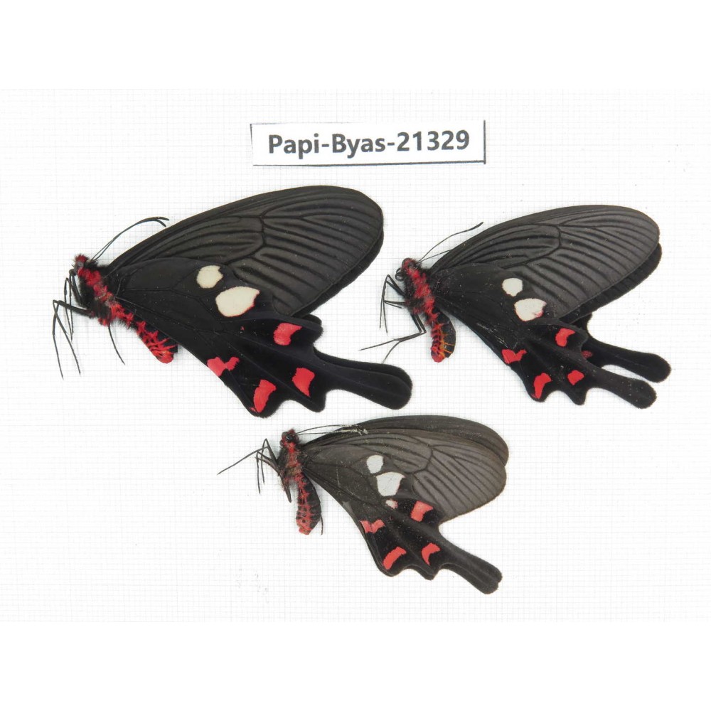 Byasa rhadinus. China, Yunnan, Dali, S of Mt.Cangshan. 2M1F. Papi-Byas-21329.