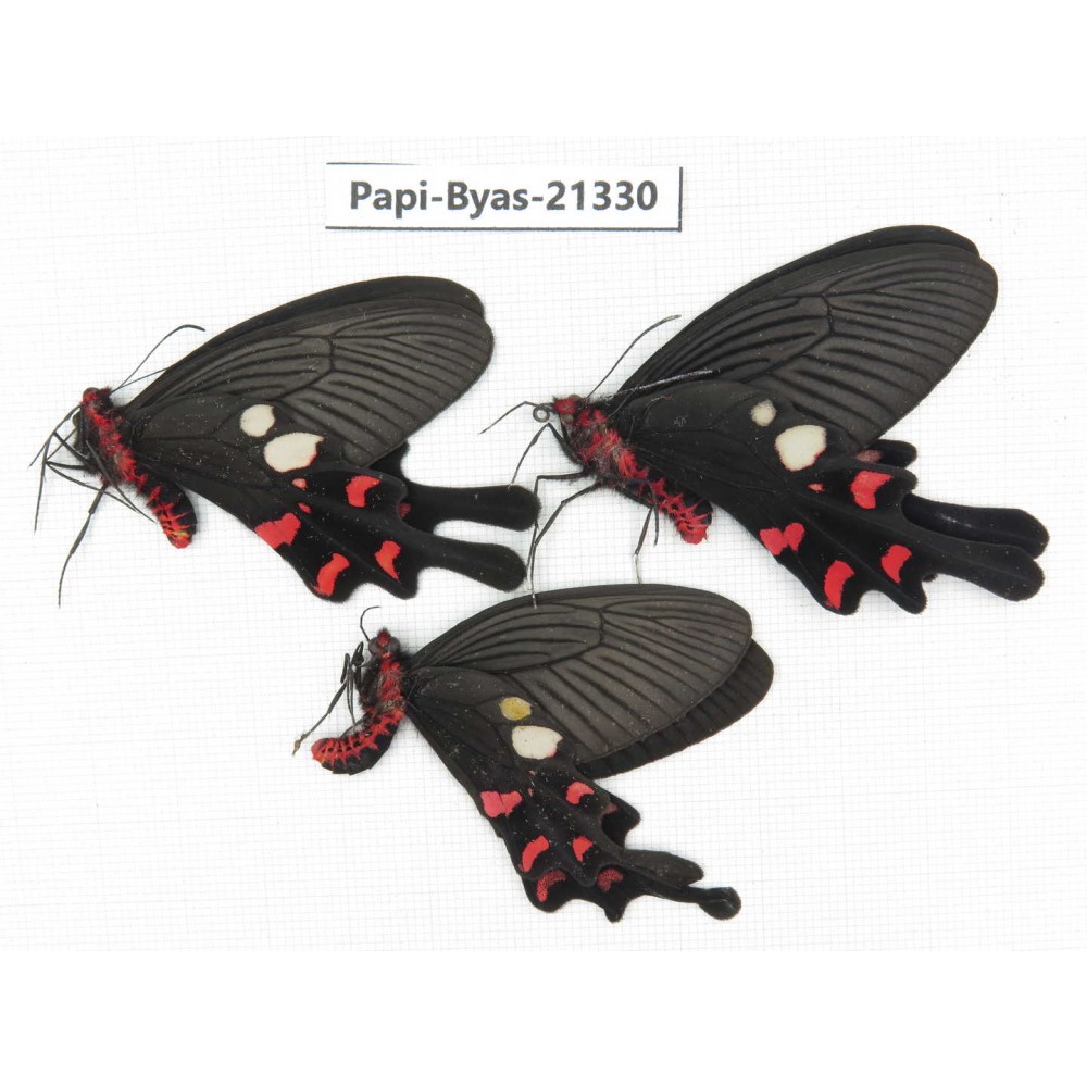 Byasa rhadinus. China, Yunnan, Dali, S of Mt.Cangshan. 2M1F. Papi-Byas-21330.