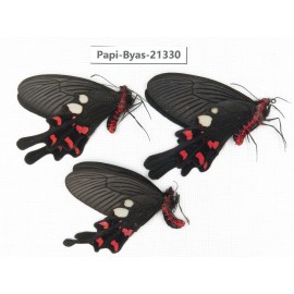 Byasa rhadinus. China, Yunnan, Dali, S of Mt.Cangshan. 2M1F. Papi-Byas-21330.