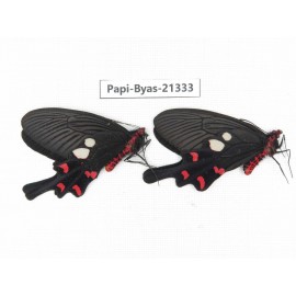Byasa rhadinus. China, Yunnan, Dali, S of Mt.Cangshan. 2M. Papi-Byas-21333.