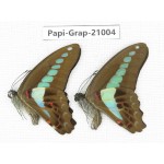 Graphium sarpedon sarpedon. China, Guangxi, Guilin. 2M. Papi-Grap-21004.