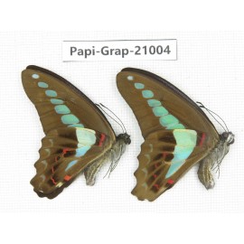Graphium sarpedon sarpedon. China, Guangxi, Guilin. 2M. Papi-Grap-21004.