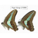 Graphium sarpedon sarpedon. China, Guangxi, Guilin. 2M. Papi-Grap-21006.