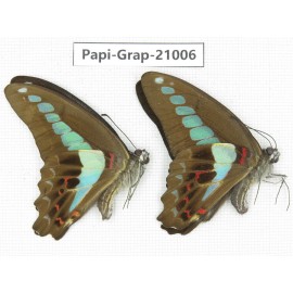 Graphium sarpedon sarpedon. China, Guangxi, Guilin. 2M. Papi-Grap-21006.