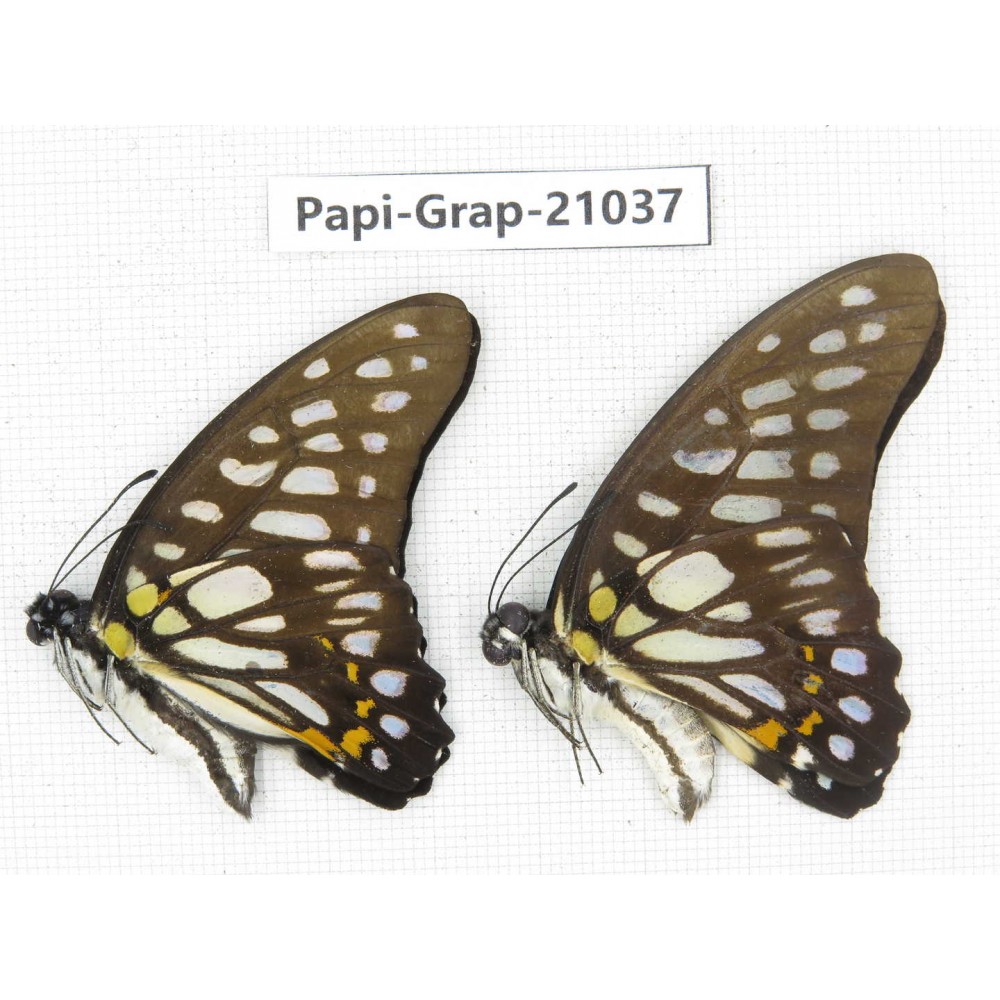 Graphium chironides chironides. China, Guangxi, Guilin. 2M. Papi-Grap-21037.