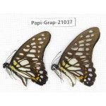 Graphium chironides chironides. China, Guangxi, Guilin. 2M. Papi-Grap-21037.