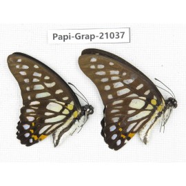 Graphium chironides chironides. China, Guangxi, Guilin. 2M. Papi-Grap-21037.