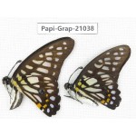 Graphium chironides chironides. China, Guangxi, Guilin. 2M. Papi-Grap-21038.