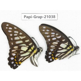 Graphium chironides chironides. China, Guangxi, Guilin. 2M. Papi-Grap-21038.