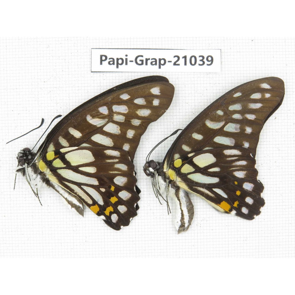 Graphium chironides chironides. China, Guangxi, Guilin. 2M. Papi-Grap-21039.