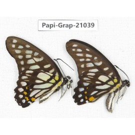Graphium chironides chironides. China, Guangxi, Guilin. 2M. Papi-Grap-21039.