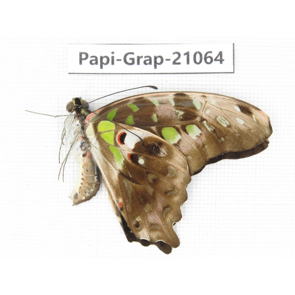 Graphium agamennon ssp. China, Guangxi, Guilin. 1M. Papi-Grap-21064.