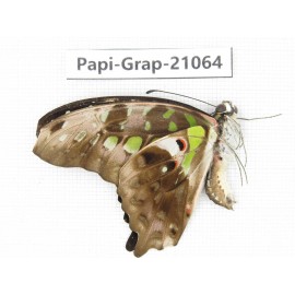 Graphium agamennon ssp. China, Guangxi, Guilin. 1M. Papi-Grap-21064.