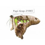 Graphium agamennon ssp. China, Guangxi, Guilin. 1M. Papi-Grap-21065.