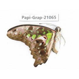 Graphium agamennon ssp. China, Guangxi, Guilin. 1M. Papi-Grap-21065.