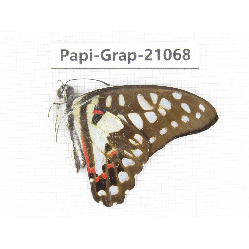 Graphium doson axion. China, Guangxi, Guilin. 1M. Papi-Grap-21068.