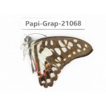 Graphium doson axion. China, Guangxi, Guilin. 1M. Papi-Grap-21068.