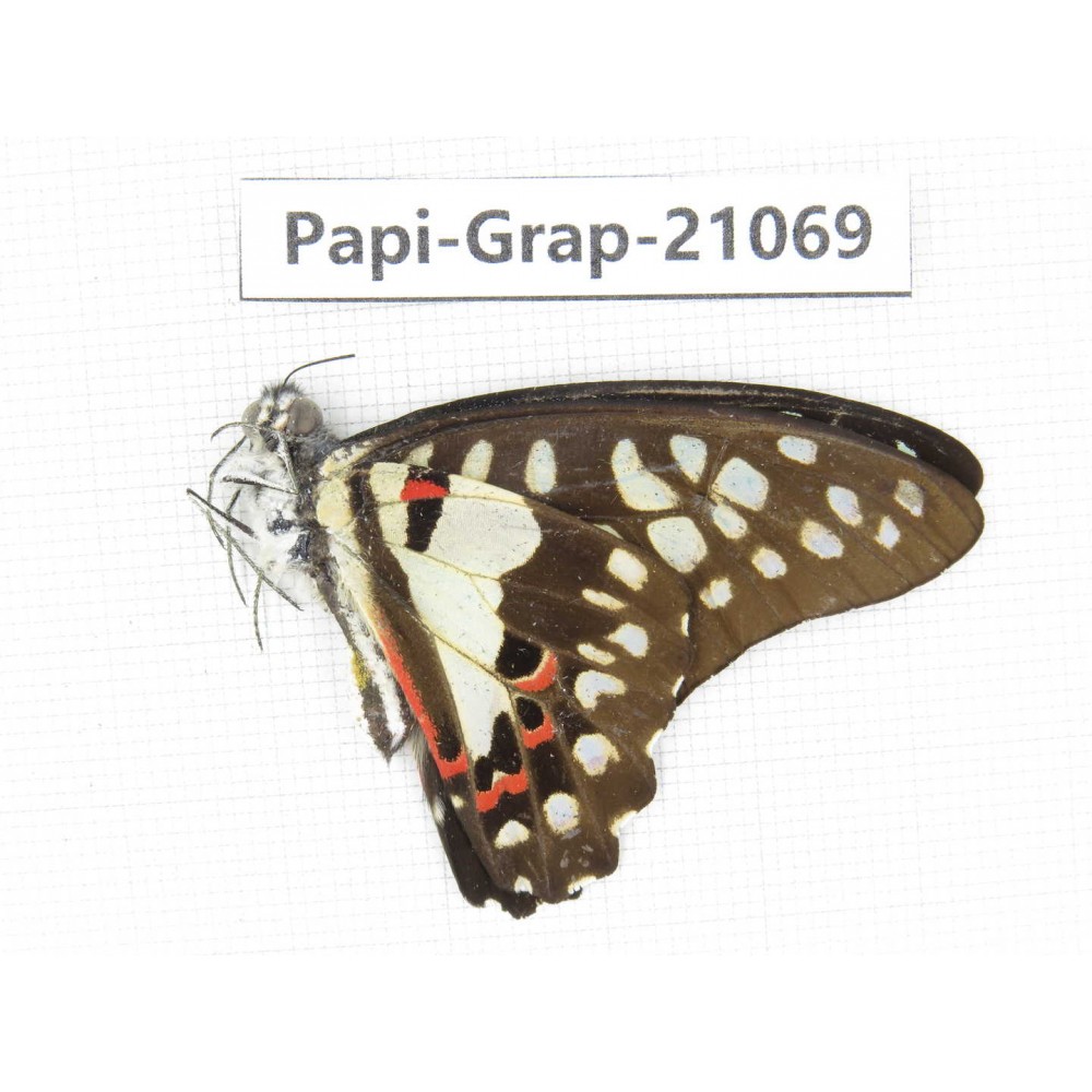 Graphium doson axion. China, Guangxi, Guilin. 1M. Papi-Grap-21069.
