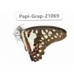 Graphium doson axion. China, Guangxi, Guilin. 1M. Papi-Grap-21069.