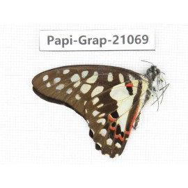 Graphium doson axion. China, Guangxi, Guilin. 1M. Papi-Grap-21069.