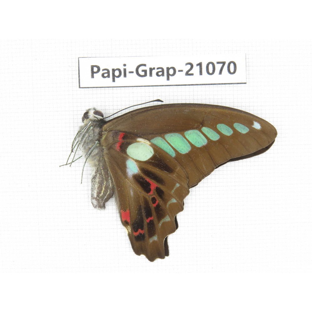 Graphium sarpedon sarpedon. China, Guangxi, Guilin. 1M. Papi-Grap-21070.