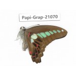 Graphium sarpedon sarpedon. China, Guangxi, Guilin. 1M. Papi-Grap-21070.