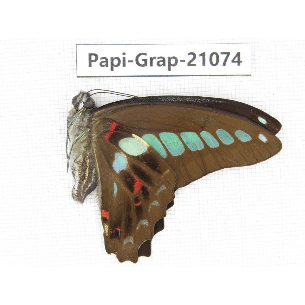 Graphium sarpedon sarpedon. China, Guangxi, Guilin. 1M. Papi-Grap-21074.