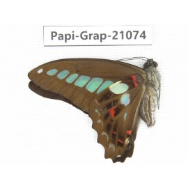 Graphium sarpedon sarpedon. China, Guangxi, Guilin. 1M. Papi-Grap-21074.