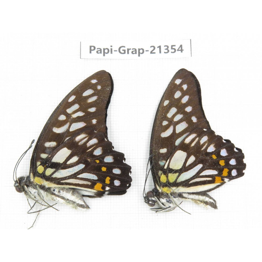 Graphium chironides ssp. China, Guizhou, Qiandongnan, Rongjiang county. 2M. Papi-Grap-21354.