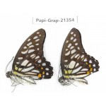 Graphium chironides ssp. China, Guizhou, Qiandongnan, Rongjiang county. 2M. Papi-Grap-21354.