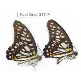 Graphium chironides ssp. China, Guizhou, Qiandongnan, Rongjiang county. 2M. Papi-Grap-21354.