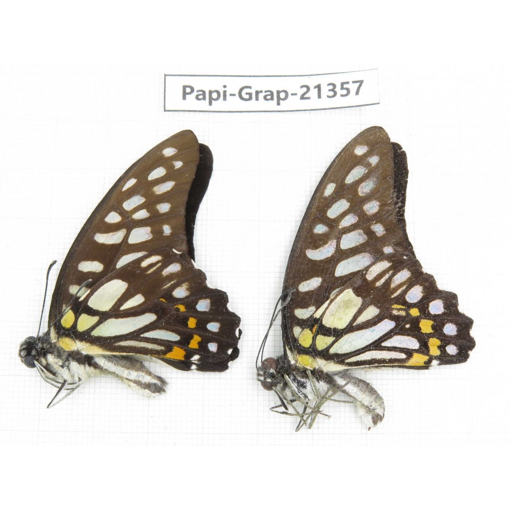 Graphium chironides ssp. China, Guizhou, Qiandongnan, Rongjiang county. 2M. Papi-Grap-21357.