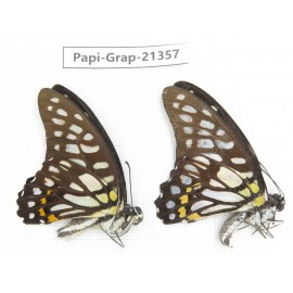 Graphium chironides ssp. China, Guizhou, Qiandongnan, Rongjiang county. 2M. Papi-Grap-21357.