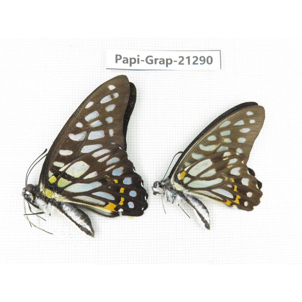 Graphium chironides chironides. China, Guizhou, Tongren, Mt.Fanjingshan. 2M. Papi-Grap-21290.