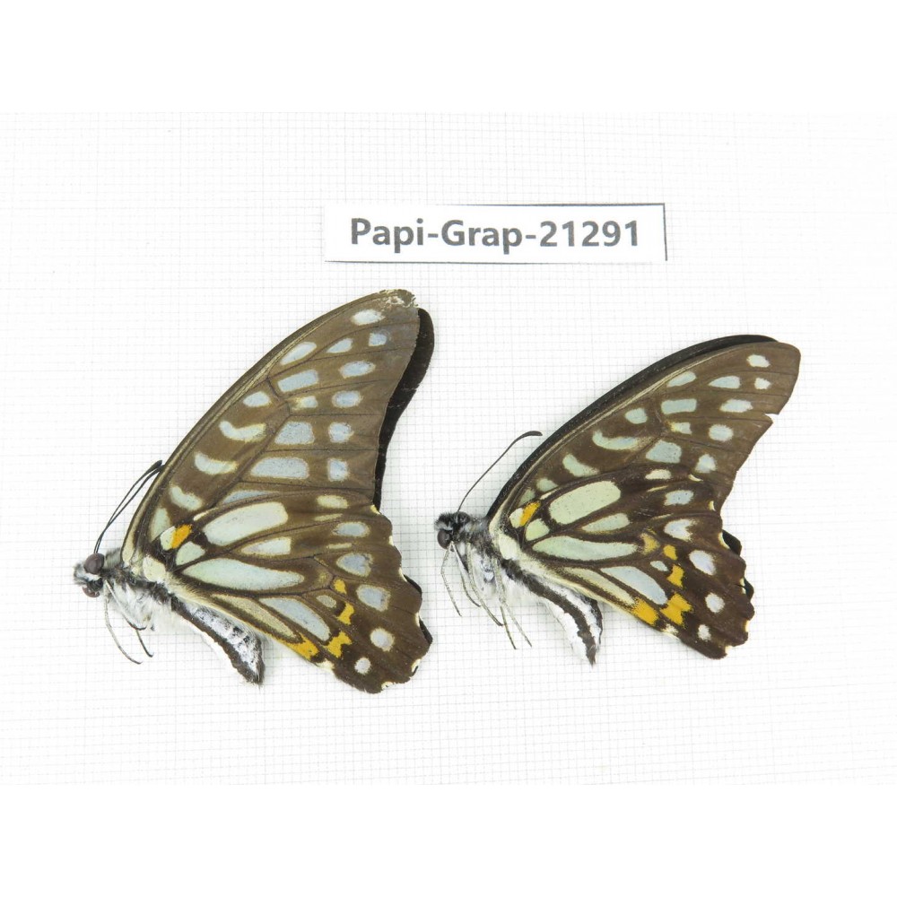 Graphium chironides chironides. China, Guizhou, Tongren, Mt.Fanjingshan. 2M. Papi-Grap-21291.