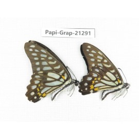 Graphium chironides chironides. China, Guizhou, Tongren, Mt.Fanjingshan. 2M. Papi-Grap-21291.