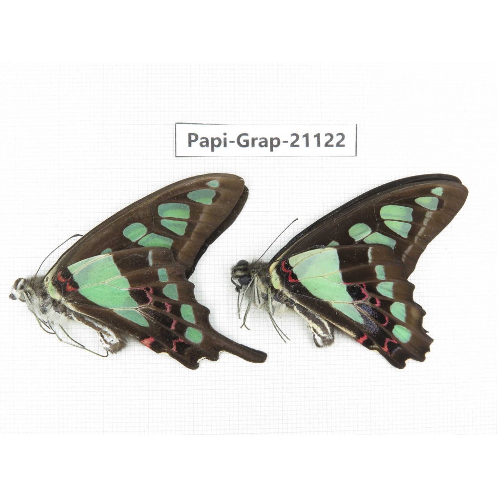 Graphium cloanthus clymenus. China, Sichuan, Baoxing county. 2M. Papi-Grap-21122.