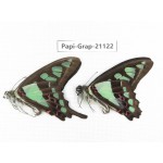 Graphium cloanthus clymenus. China, Sichuan, Baoxing county. 2M. Papi-Grap-21122.